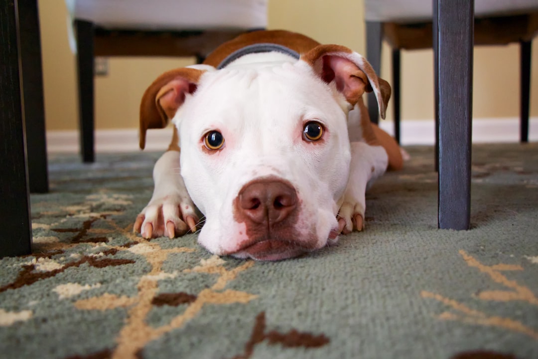 Photo Dog, Graham crackers
